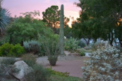 The sun sets behind desert plants on the UNLV campus.